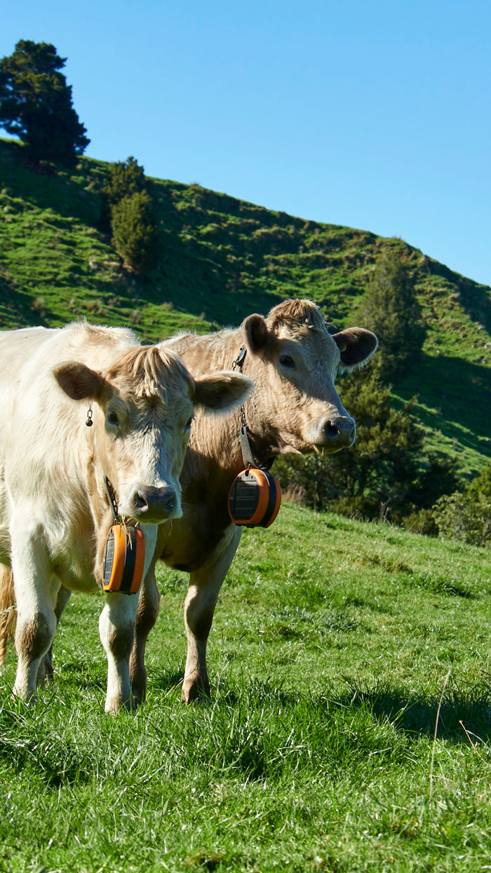 Cows-with-eShepherd-neck-bands