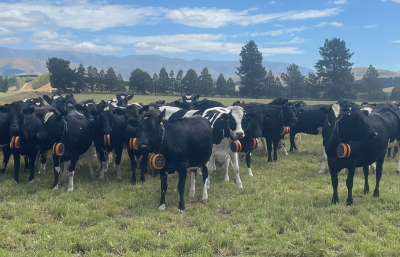 eShepherd dairy cows