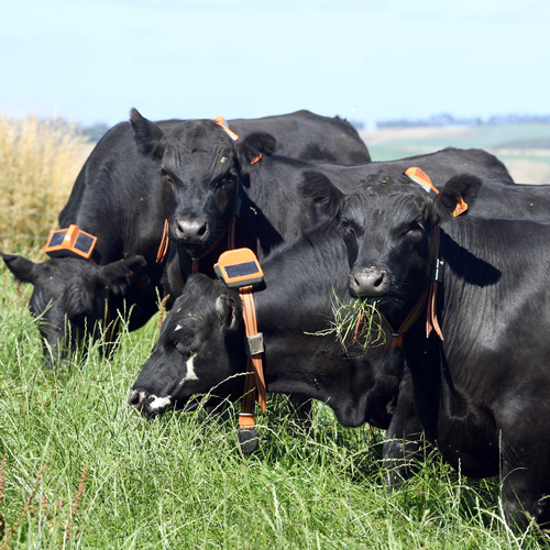 Cows with eShepherd neck bands