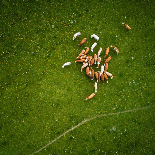 Aerial shot of a cow herd