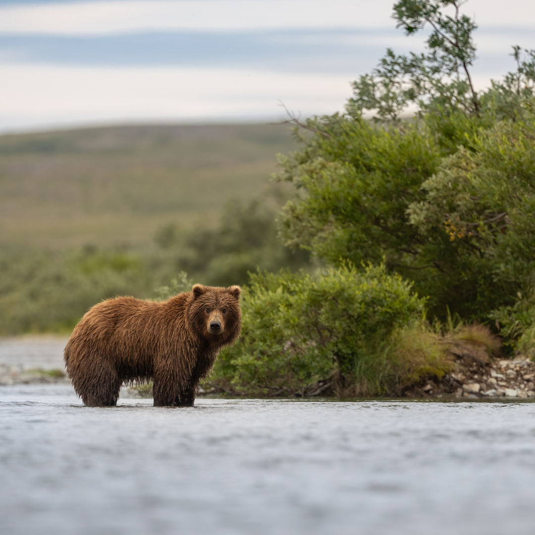 Brown bear fishing for salmon in Katmai Alaska