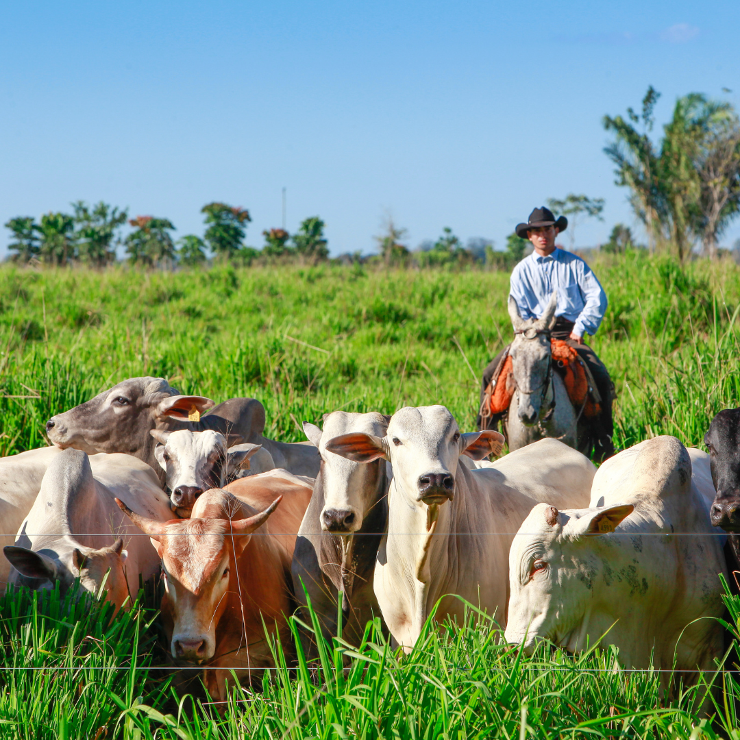 A man sitting on a horse with cows grazing in the foreground