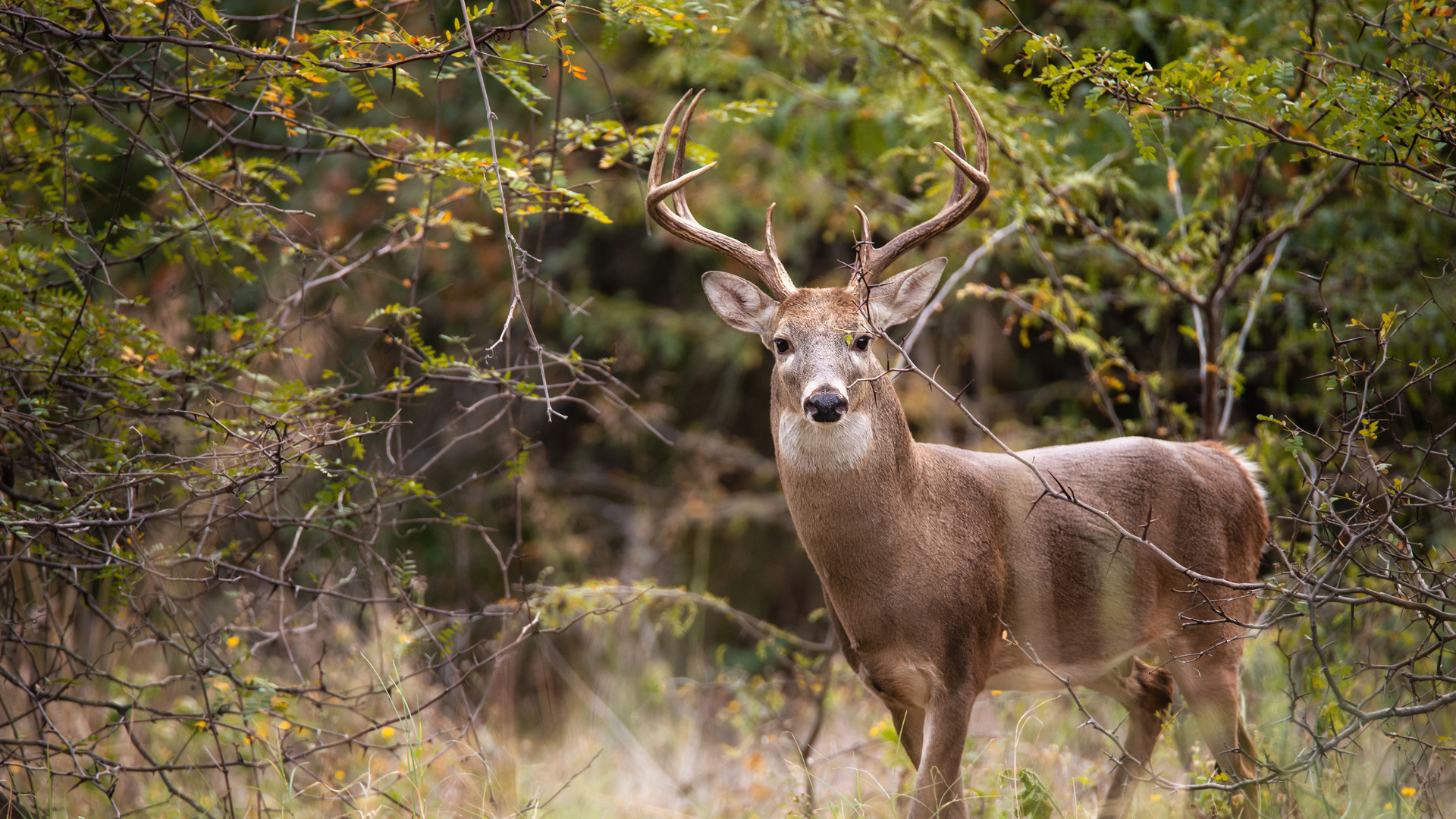 White-tailed deer standing in a field with trees in the foreground