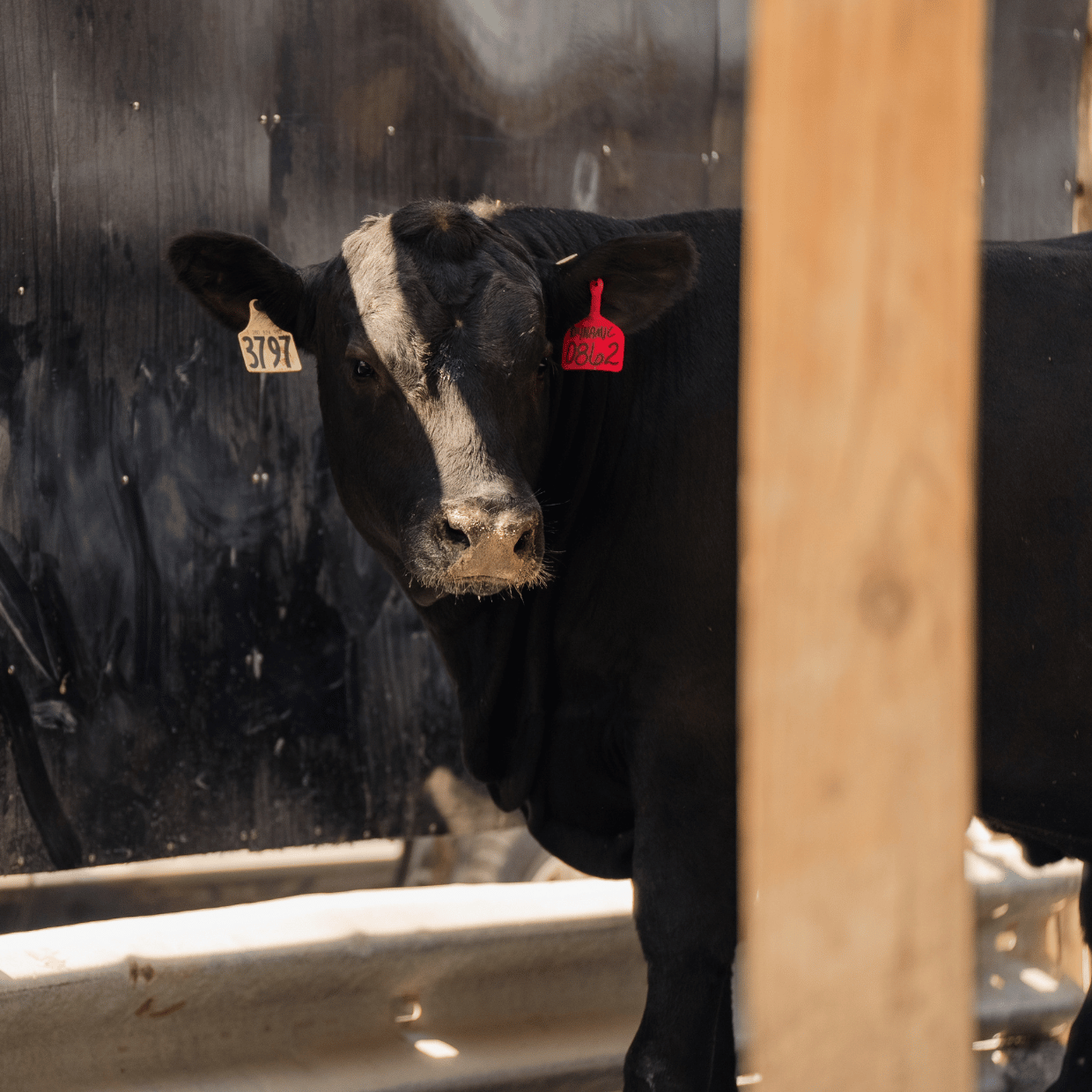 A cow with a tag on its ear