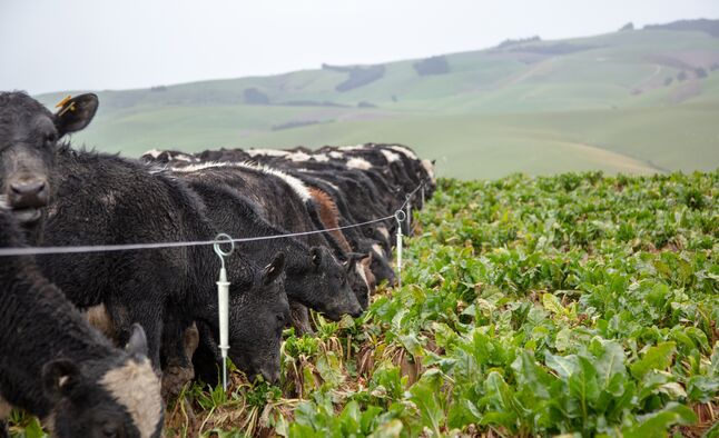 G764 Electrified Ring Top Post Insitu Single wire