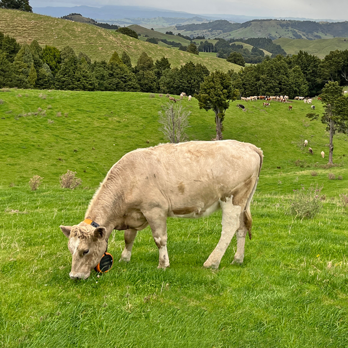 Cow with Gallagher eShepherd neck band