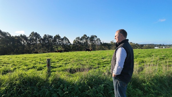 Phil surveying the herd in the paddock, where the StrongBo Auto Weigher enables remote weigh-ins without repeated trips through the yards.