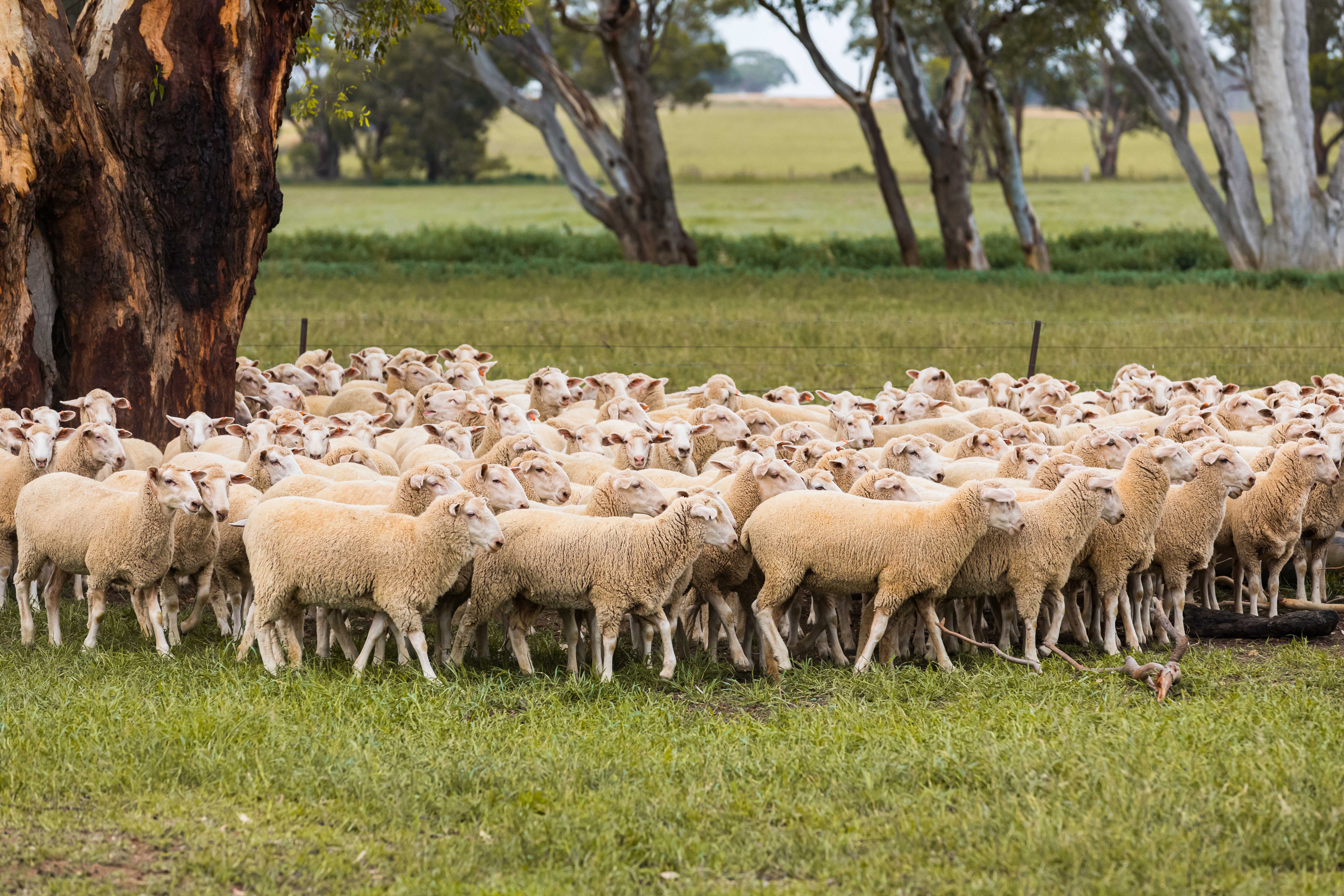 Image of a herd of sheep