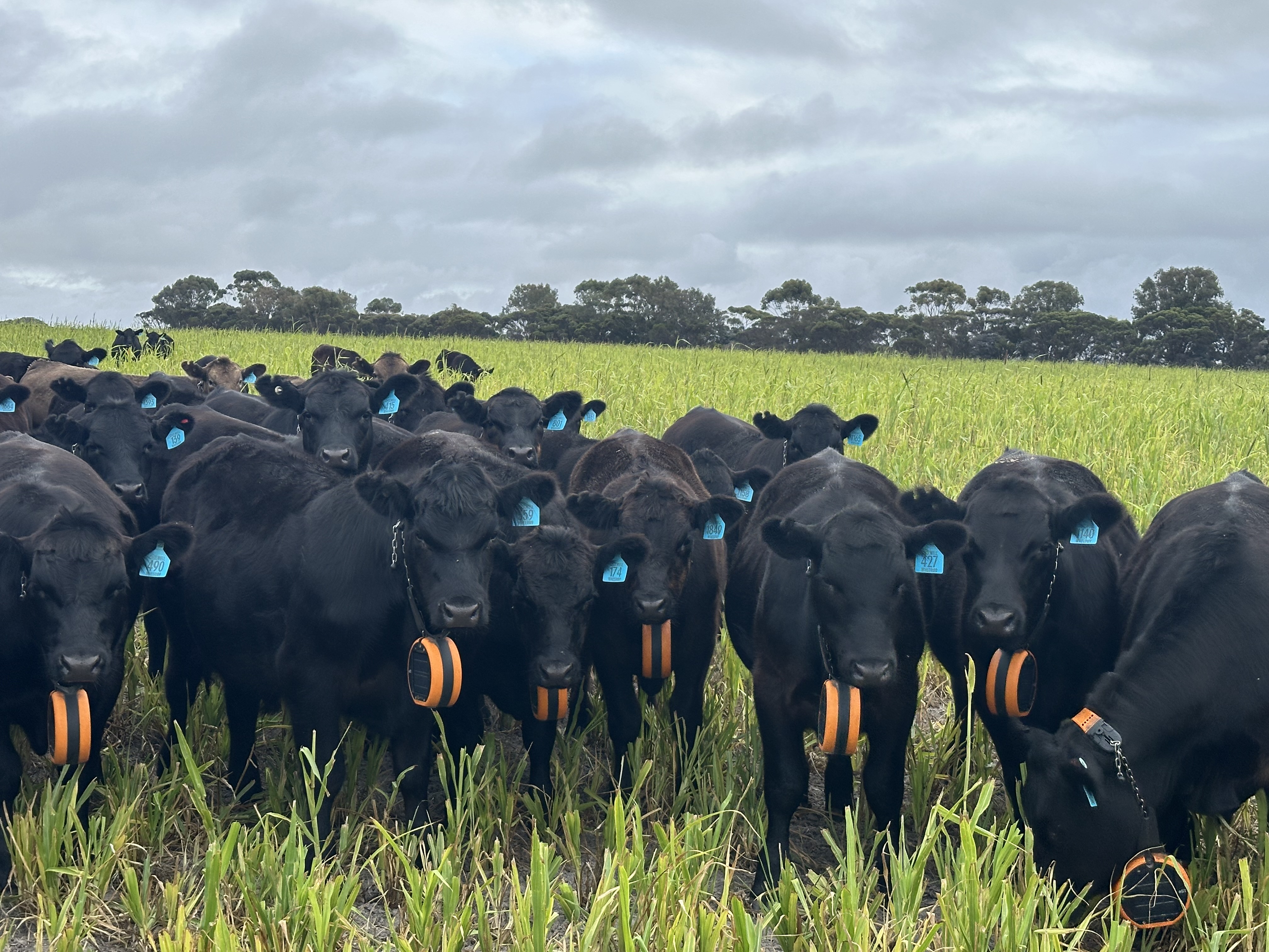 Simon Fowler eShepherd Western Australia on crop 2