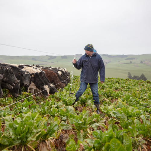 Winter grazing article