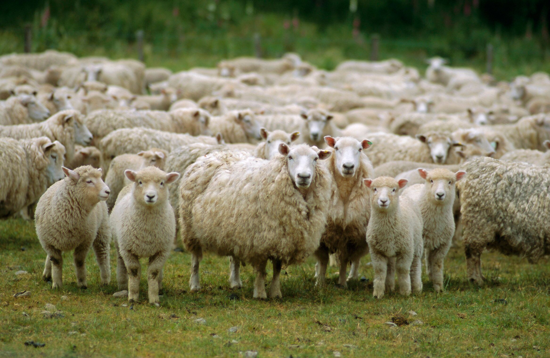 A flock of sheep staring at the camera