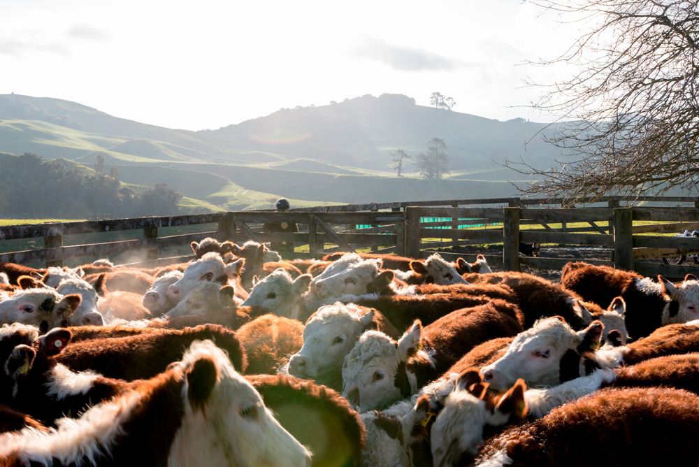 Cattle in yards with landscape background