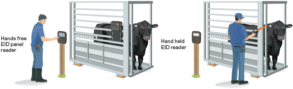 Weighing and EID system Weighing and EID system