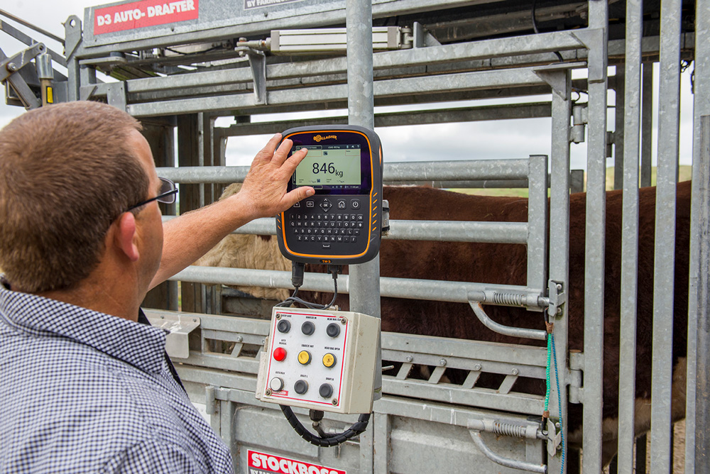 cattle weighing with Gallagher TWR-3 scale cattle weighing with Gallagher TWR-3 scale